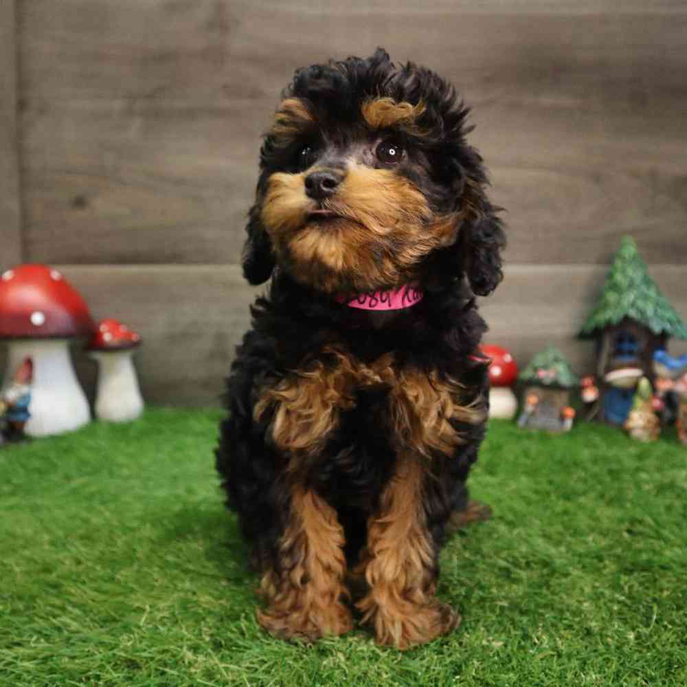 carousel pet images