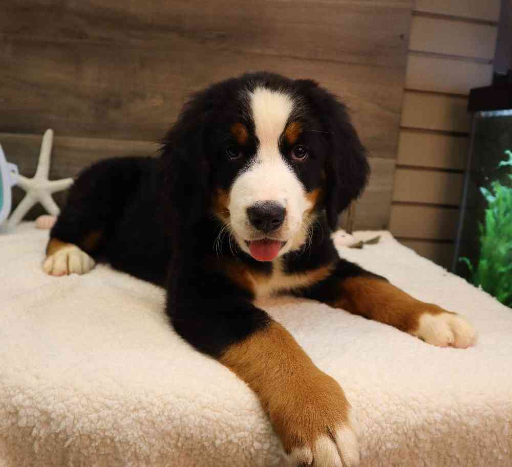 Female Bernese Mountain Dog Puppy for sale