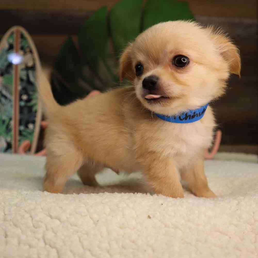 Male Chihuahua Puppy for Sale in Blaine, MN