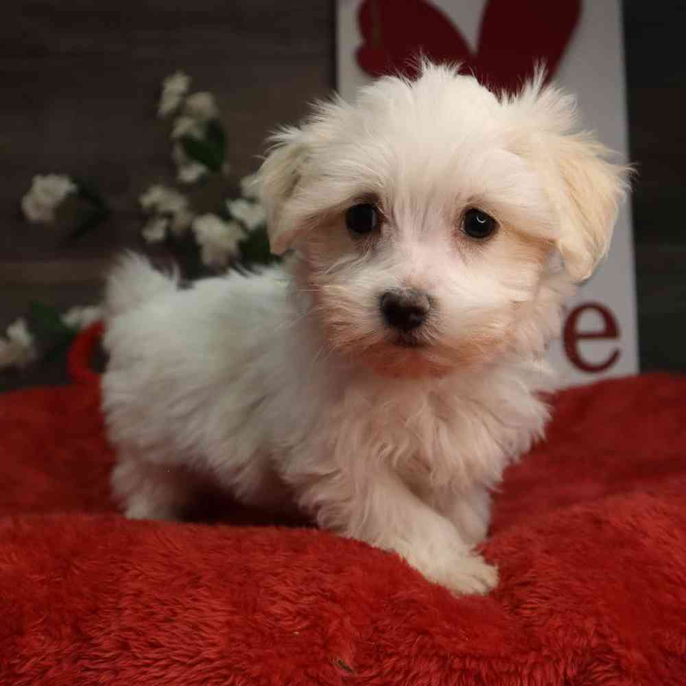 Female Maltese Puppy for Sale in Blaine, MN