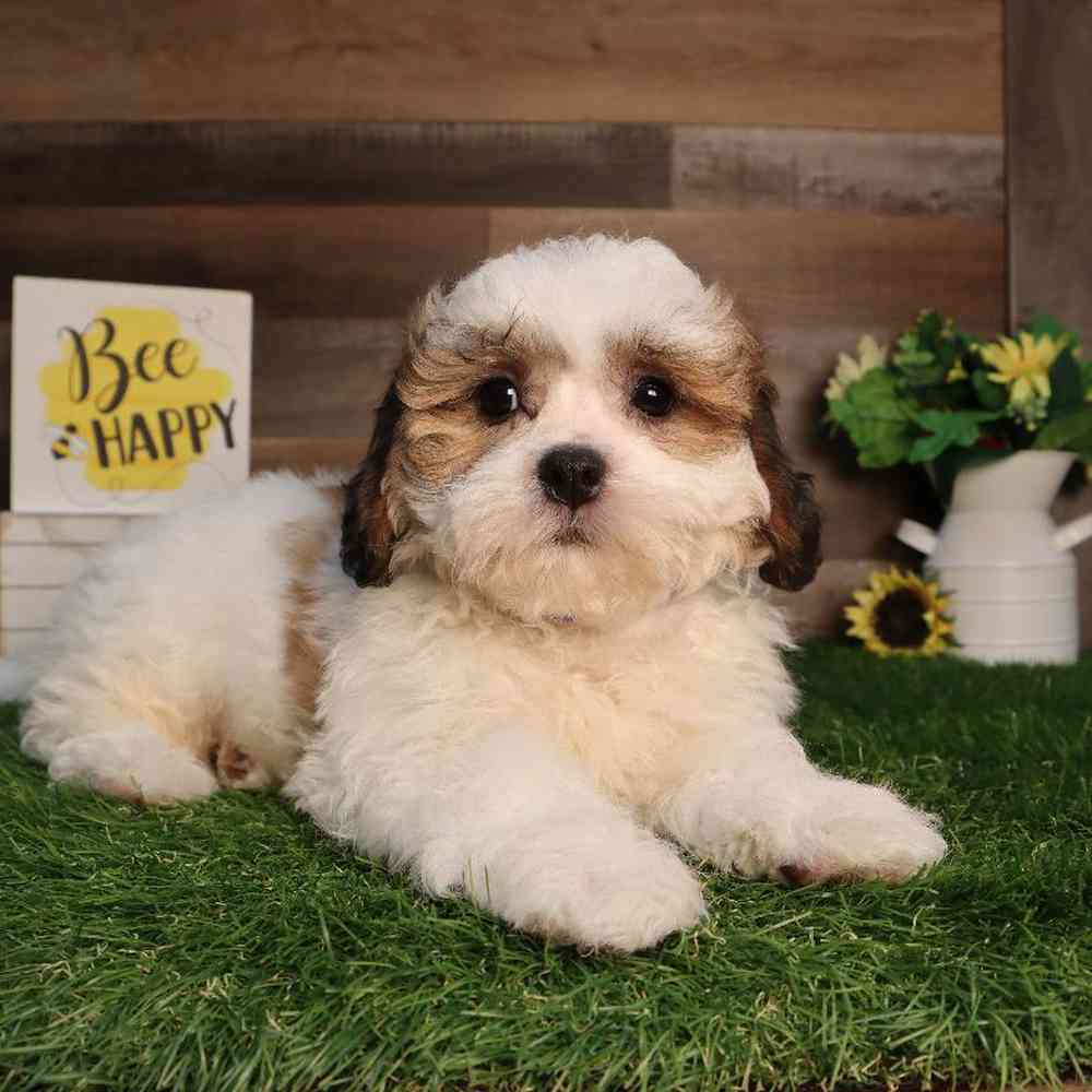Male Teddy Bear Puppy for Sale in Blaine, MN