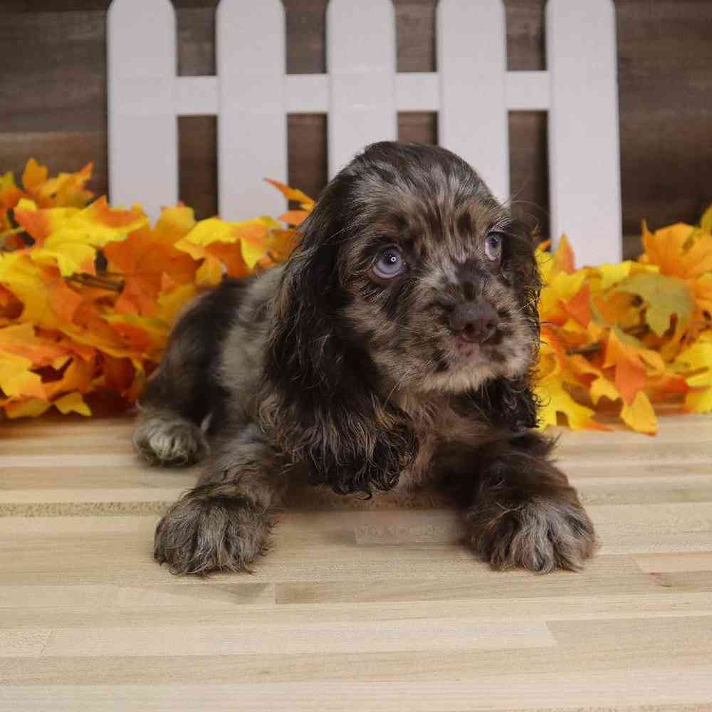 Male Cocker Spaniel Puppy for sale