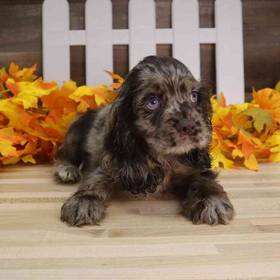 Cocker Spaniel