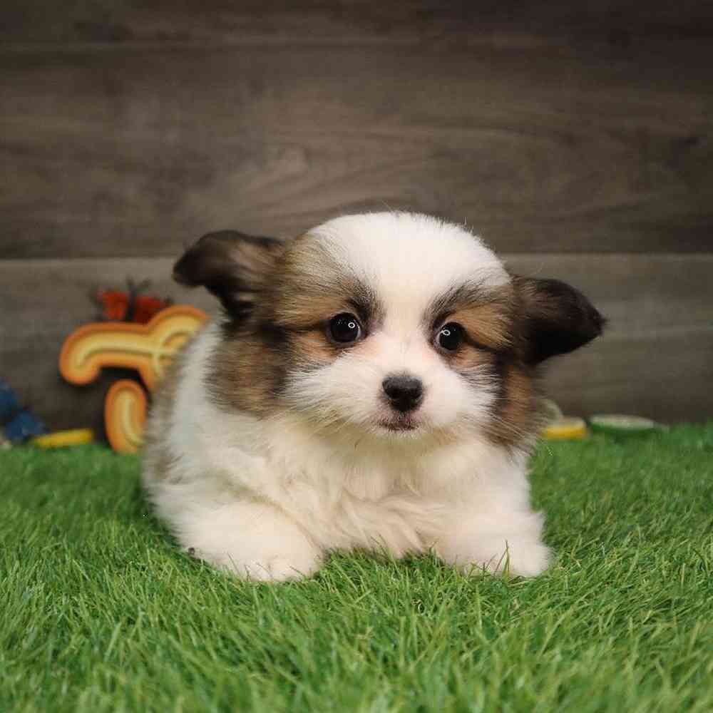 carousel pet images