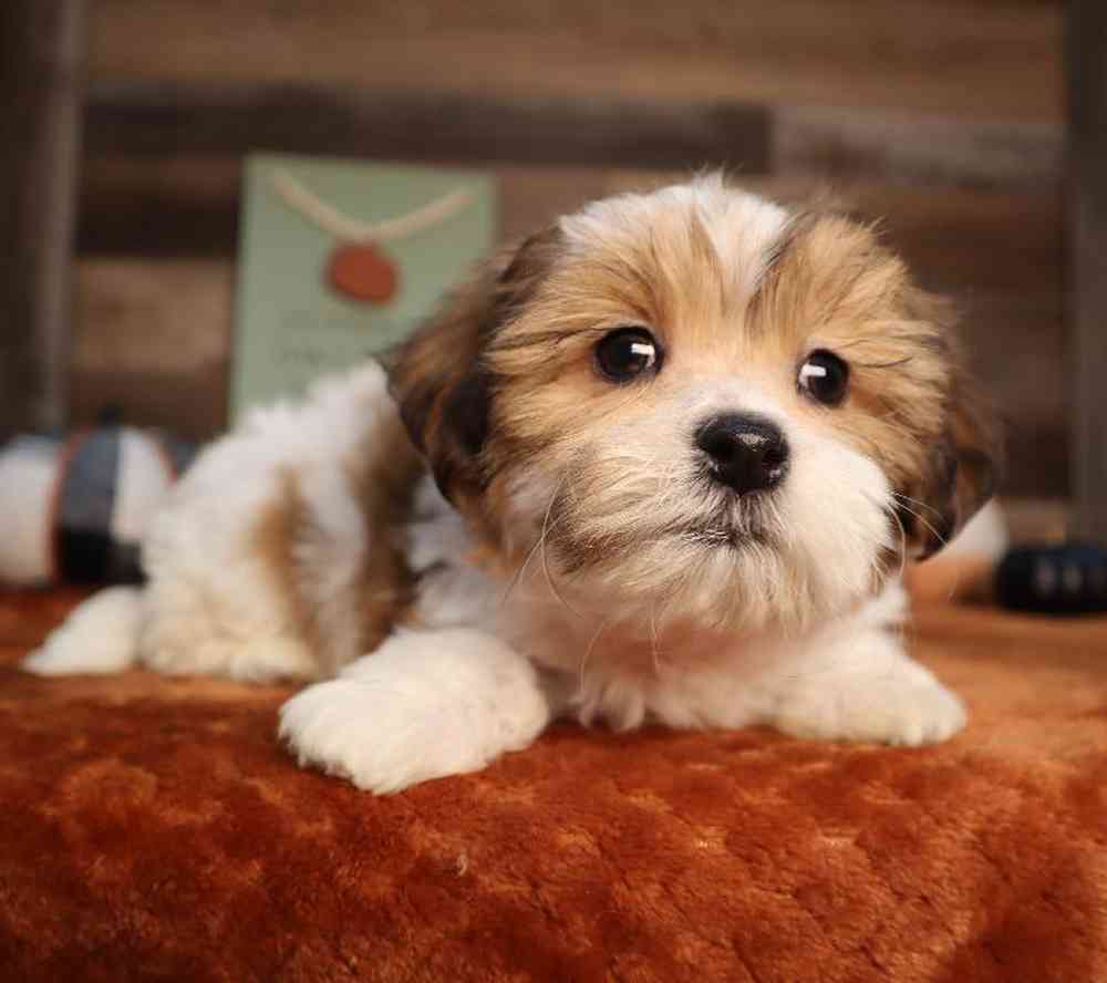 carousel pet images