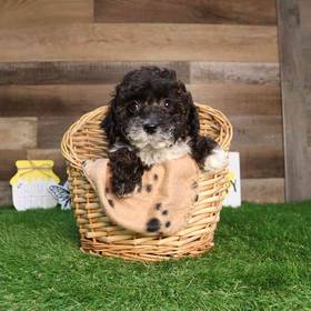 Mini Poodle