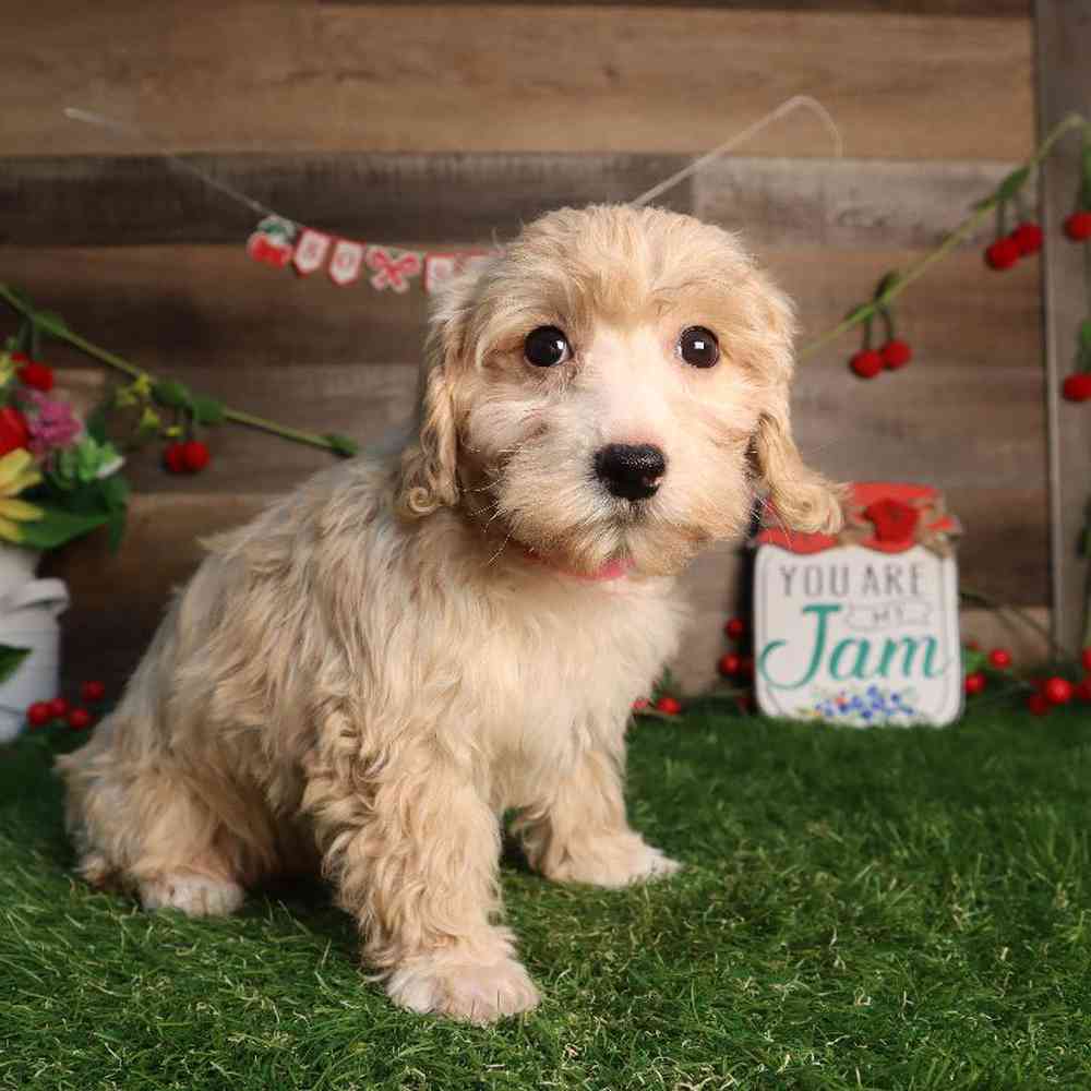 Female Maltipoo Puppy for Sale in Blaine, MN