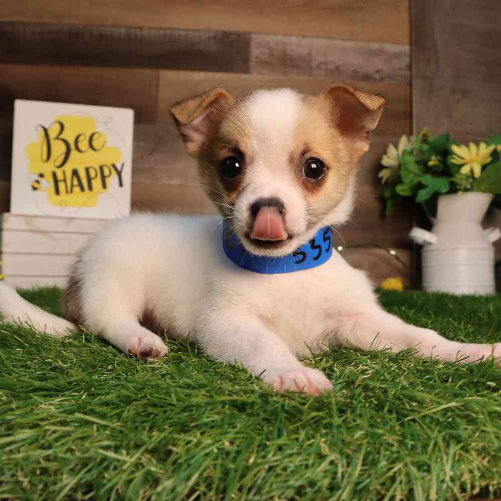 carousel pet images