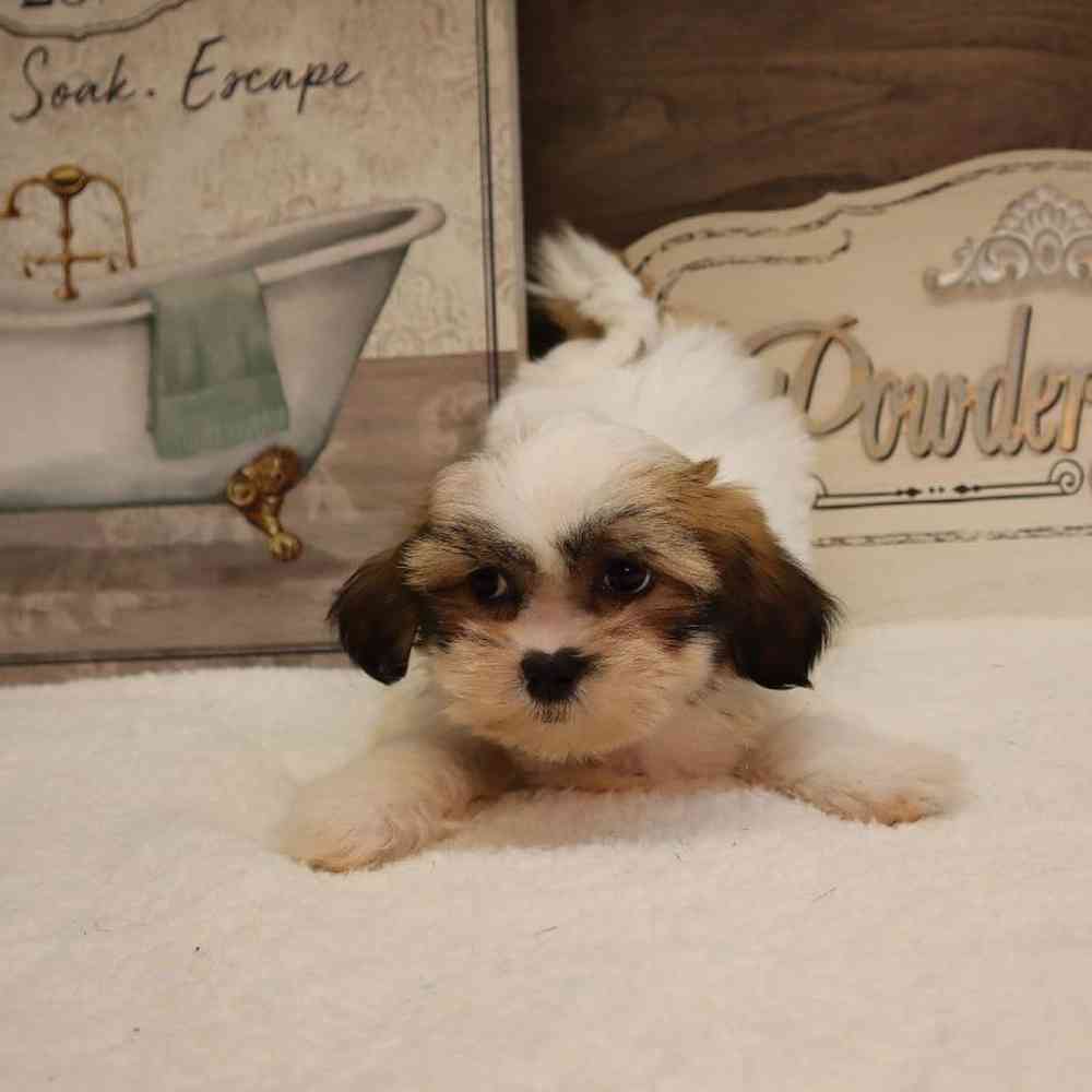 carousel pet images