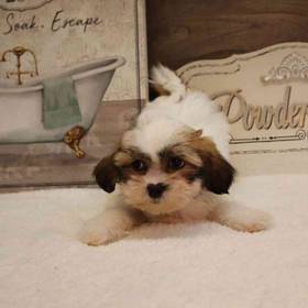 Shih Tzu