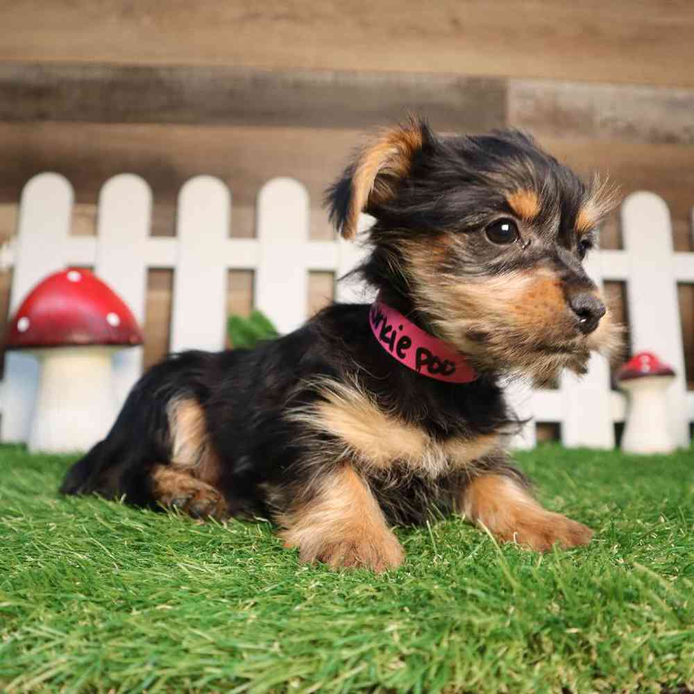 Female Yorkie-Poo Puppy for Sale in Blaine, MN