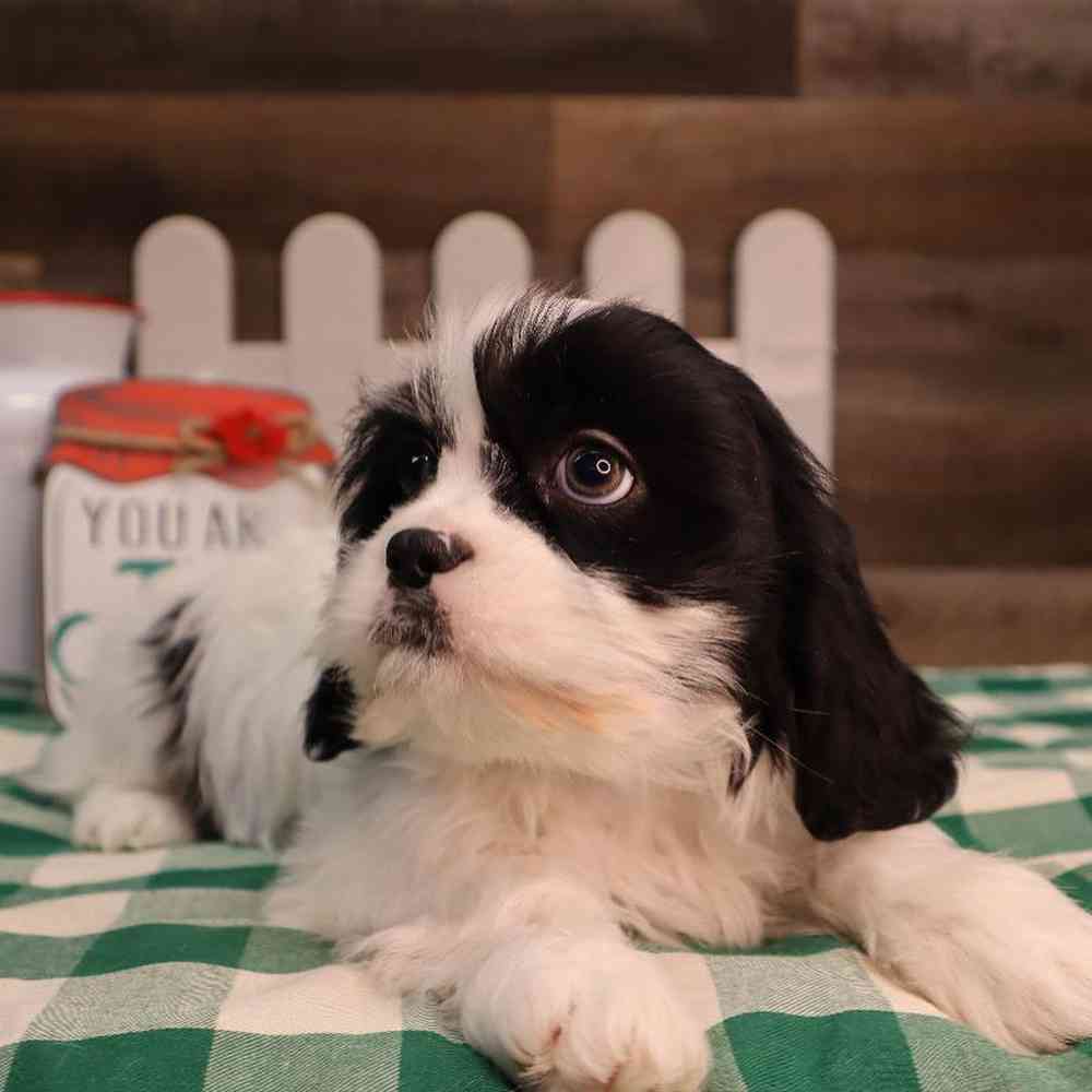 carousel pet images