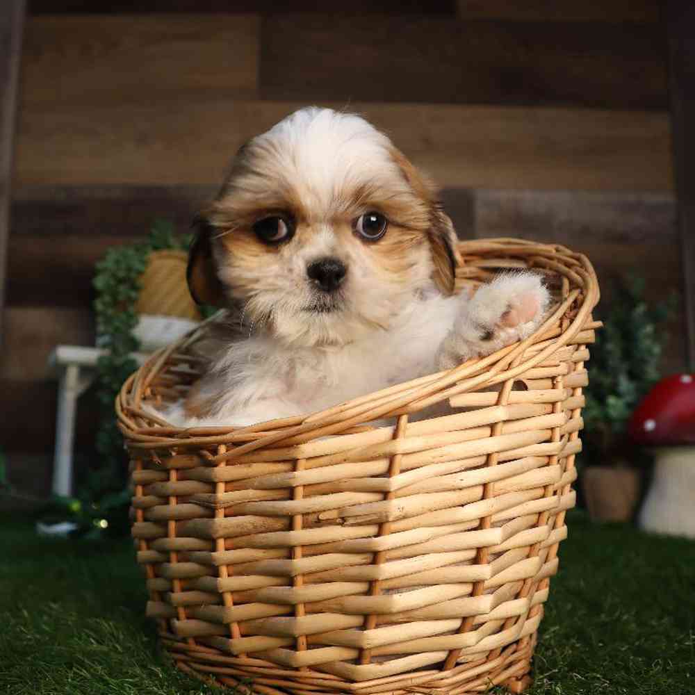 carousel pet images