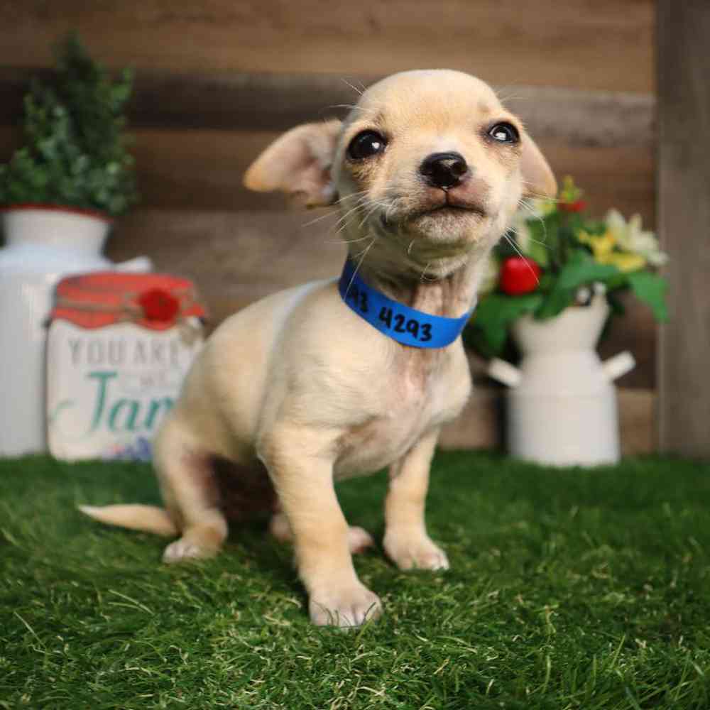carousel pet images