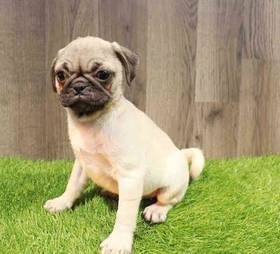 Pug