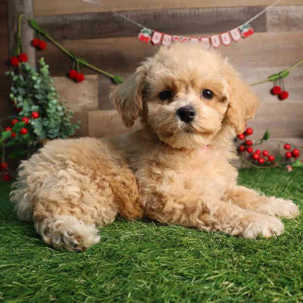 carousel pet images