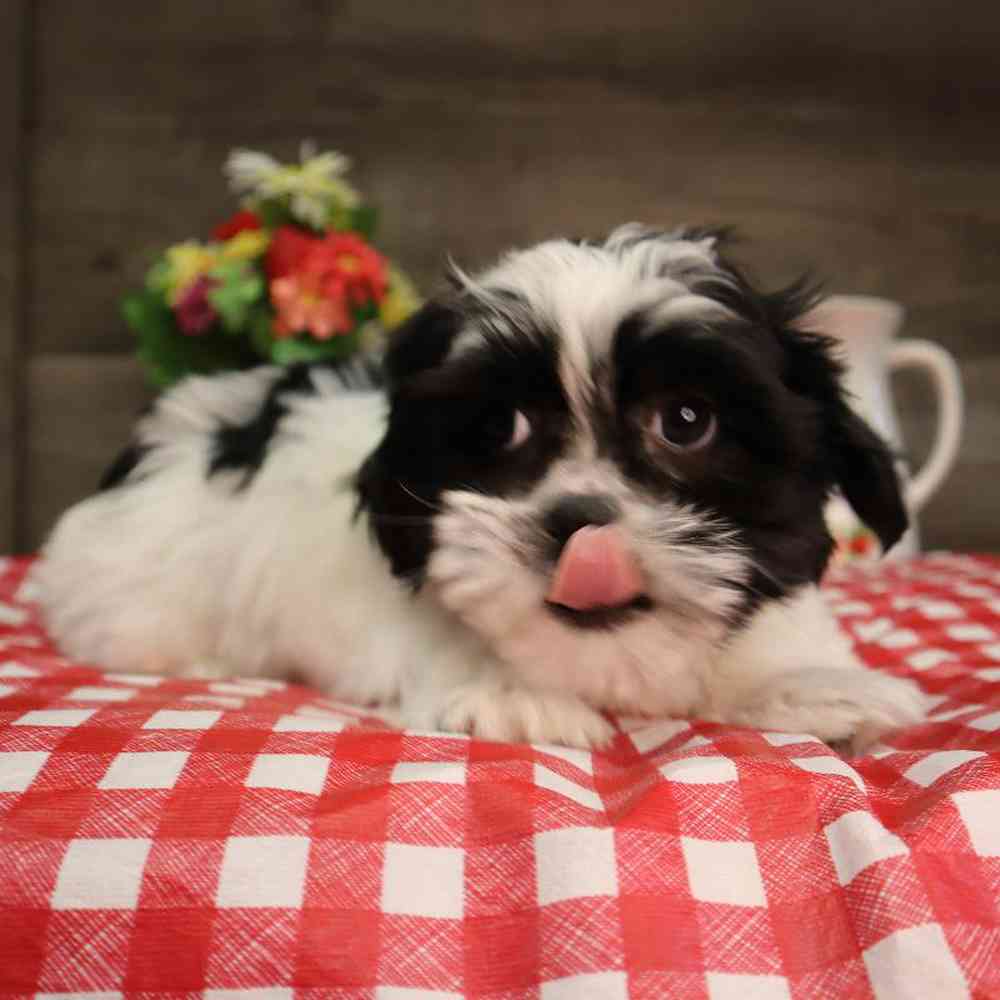 carousel pet images