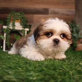 Shih Tzu