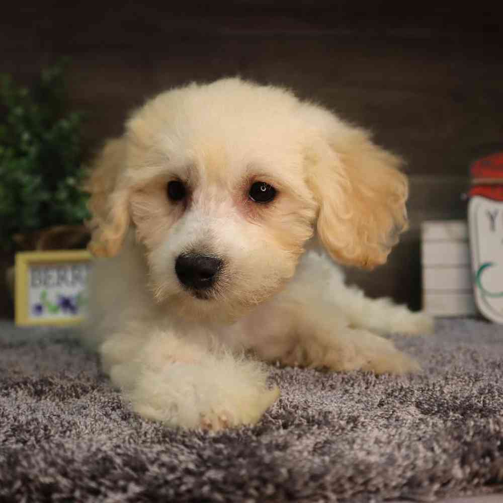 carousel pet images