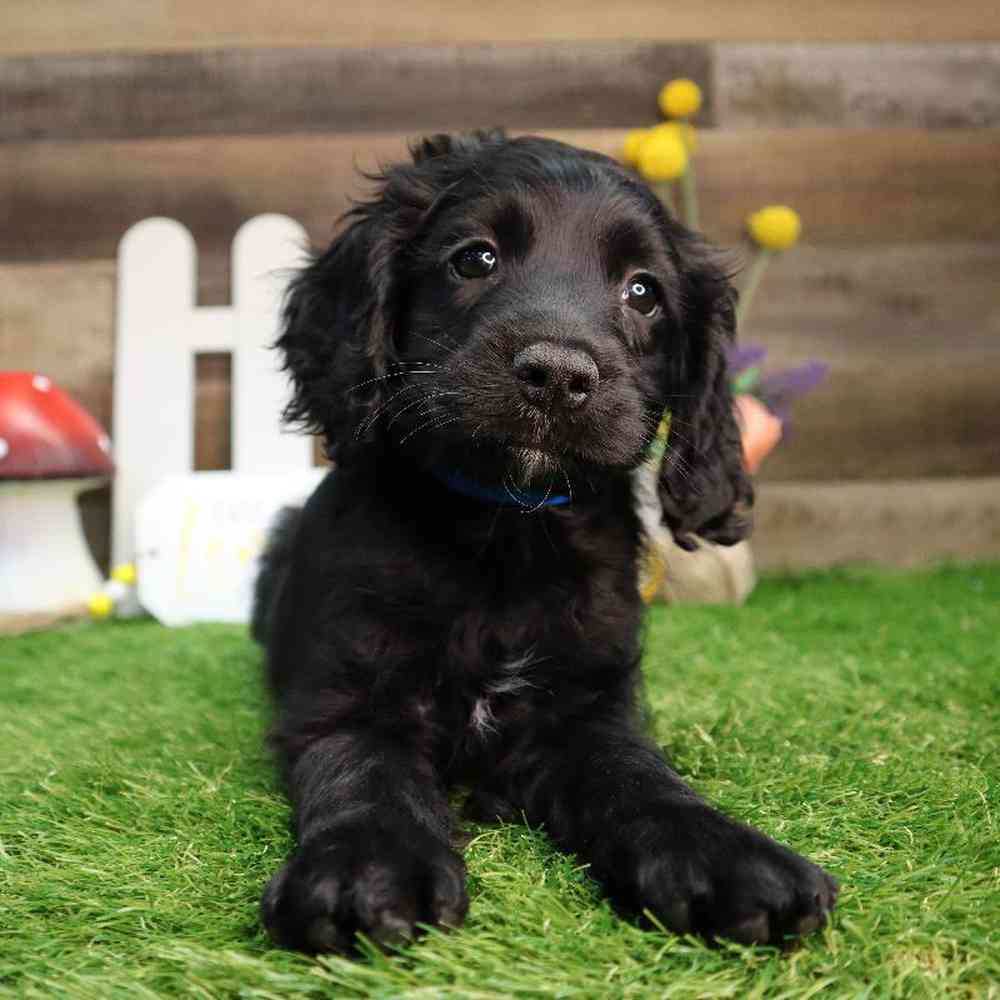 Male Cockapoo Puppy for Sale in Blaine, MN