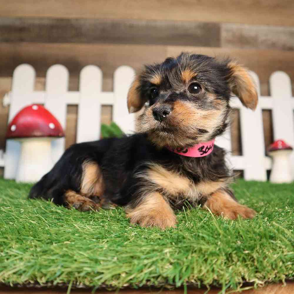 Female Yorkie-Poo Puppy for Sale in Blaine, MN