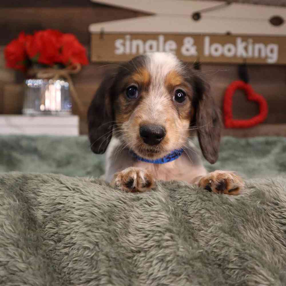 carousel pet images