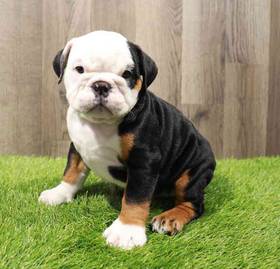 English Bulldog