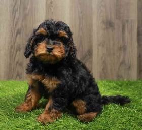 Cavapoo