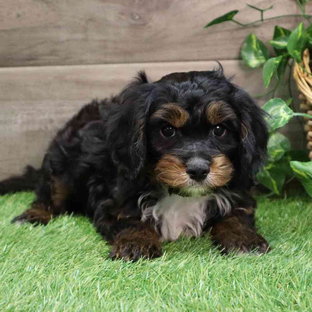 Cavapoo Puppy for sale - Four Paws and a Tail