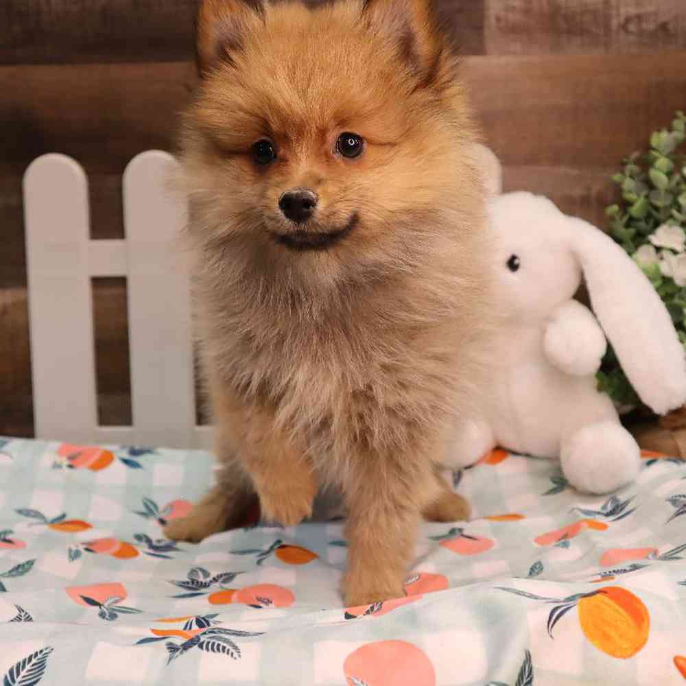 carousel pet images