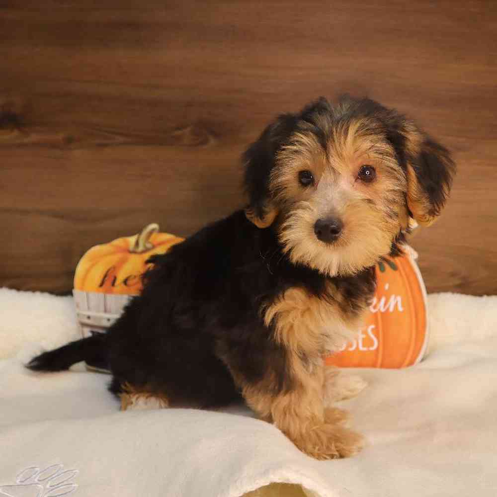 Female Bichon-Poodle-Yorkie Puppy for sale