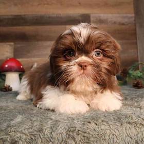 Shih Tzu