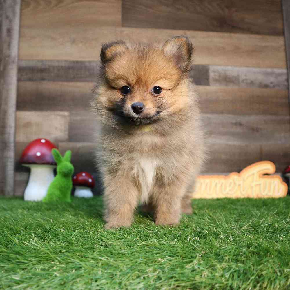 carousel pet images