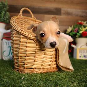 Chihuahua