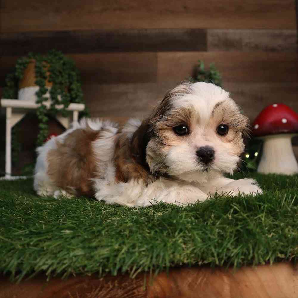 Male Malshi Puppy for Sale in Blaine, MN