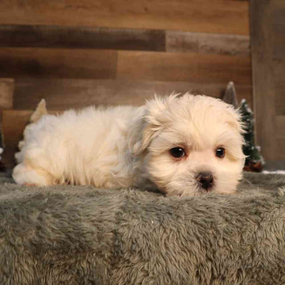 Malshi Puppy for sale - Four Paws and a Tail