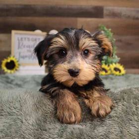 Yorkshire Terrier
