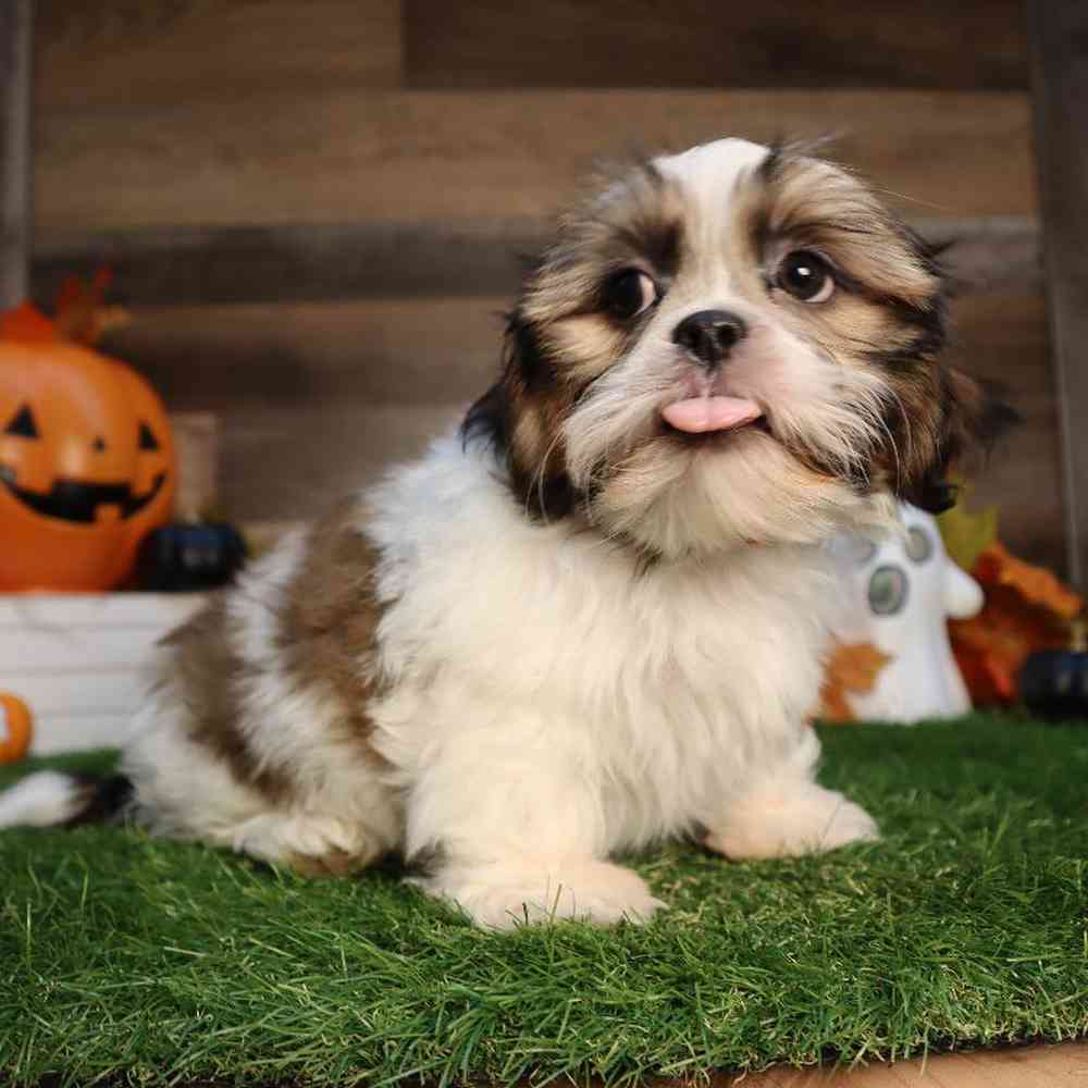 carousel pet images