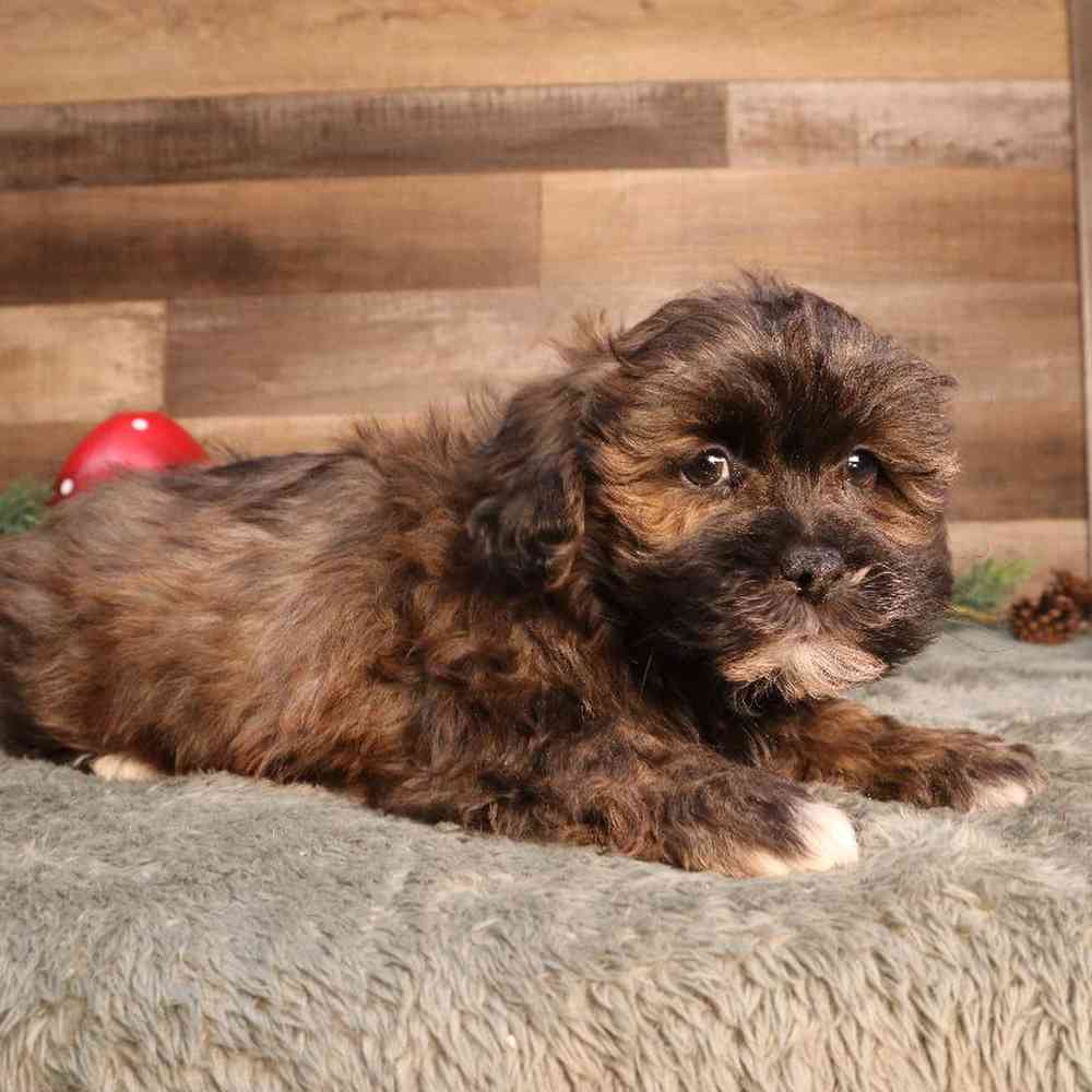 Shipoo Puppy for sale - Four Paws and a Tail