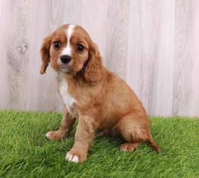 Cavalier King Charles Spaniel