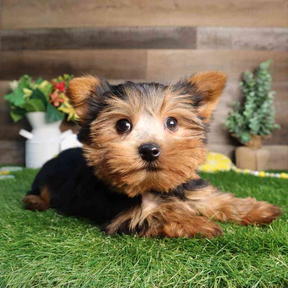 Male Yorkshire Terrier Puppy for Sale in Blaine, MN
