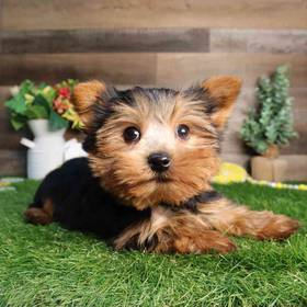 Yorkshire Terrier