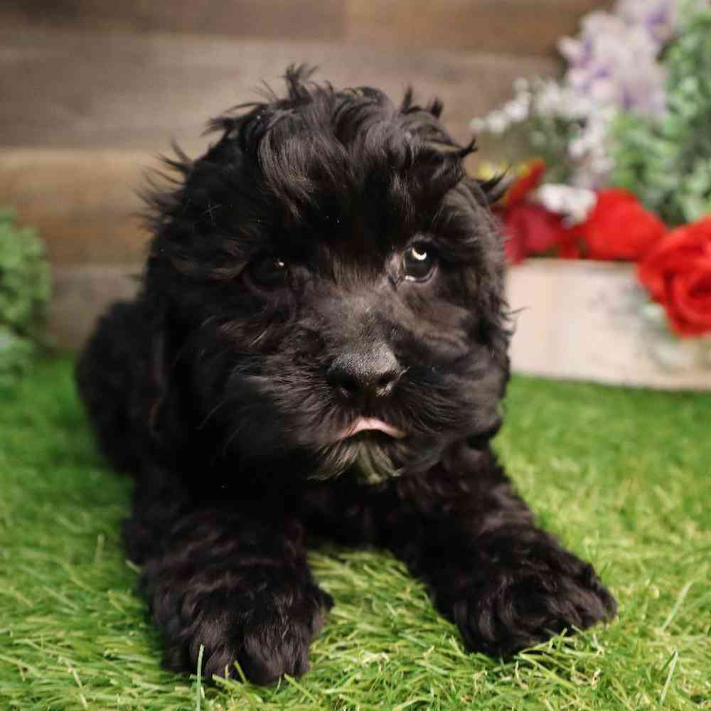 carousel pet images
