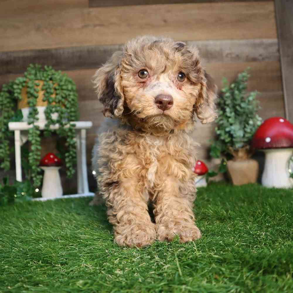 carousel pet images