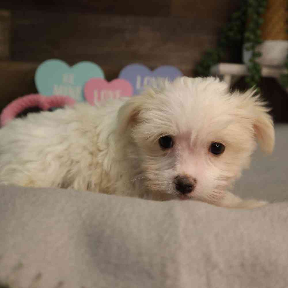 Female Maltese Puppy for Sale in Blaine, MN