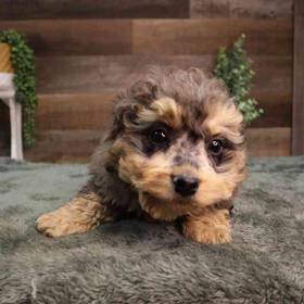 Mini BerneDoodle