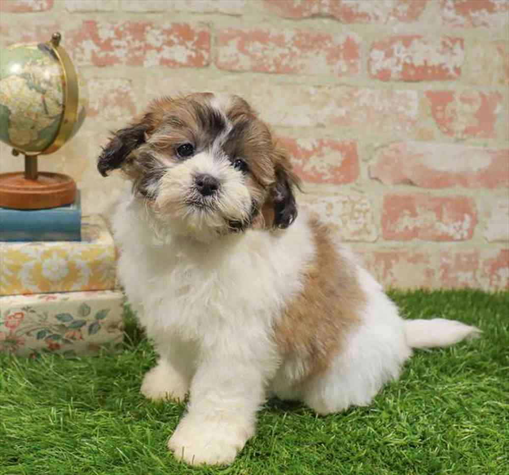 carousel pet images