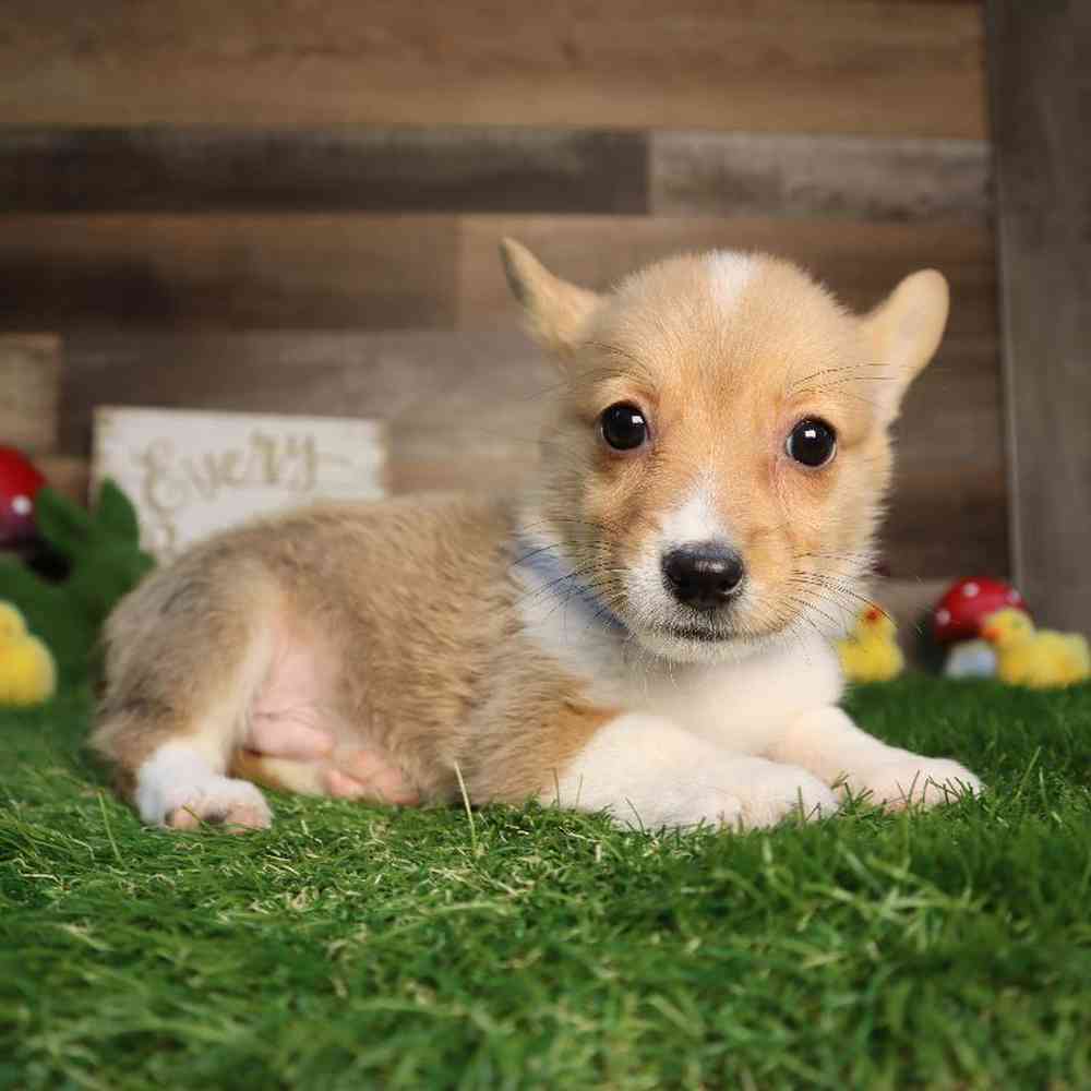 carousel pet images