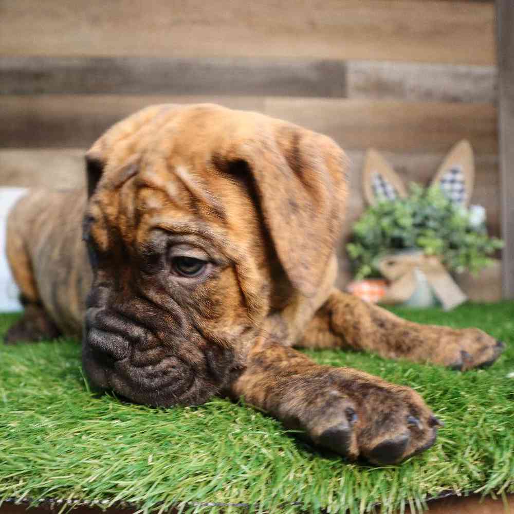 carousel pet images