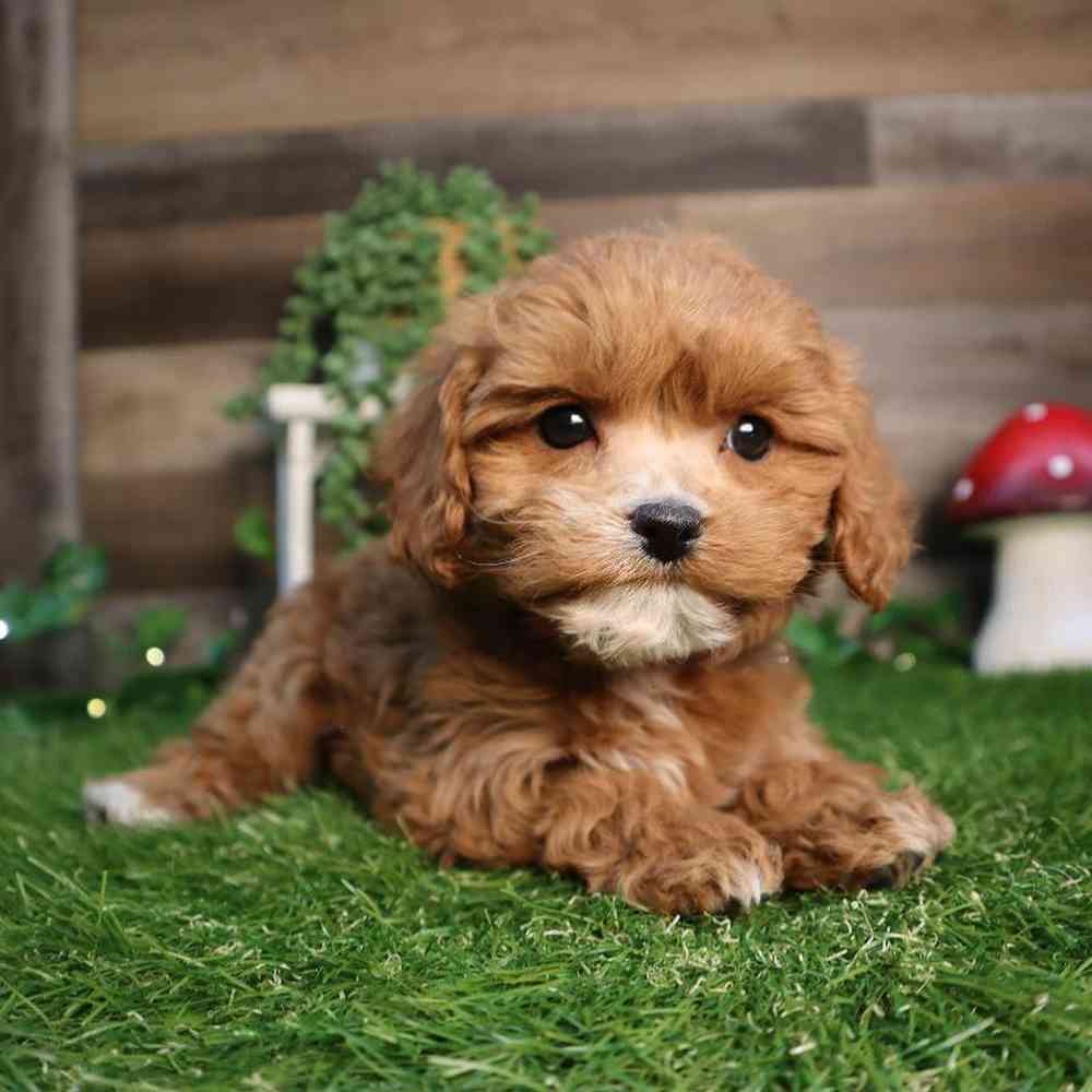Female Cavapoo Puppy for Sale in Blaine, MN